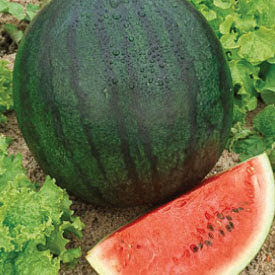Kilimo cha matikiti maji (watermelon): Ushauri na Masoko