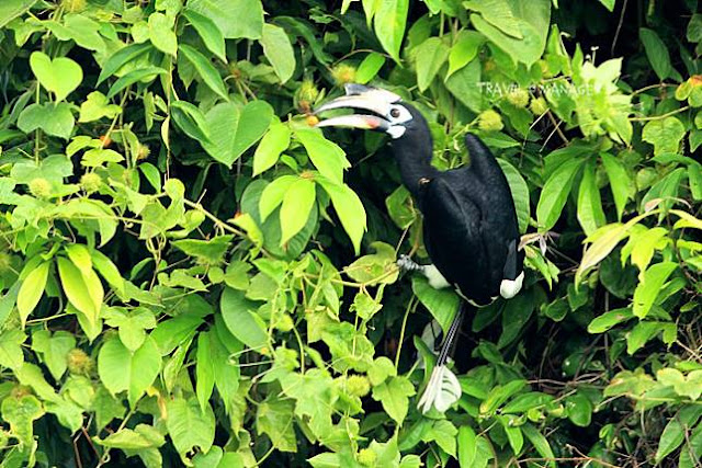 Watching hornbills