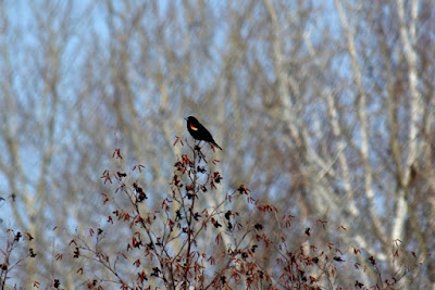 red-winged blackbird