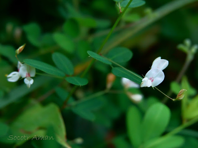 Lespedeza virgata