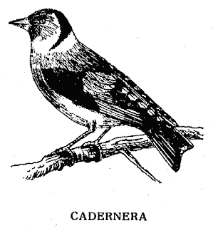 cagarnera, cadernera, jilguero, Cardalina , cardolina