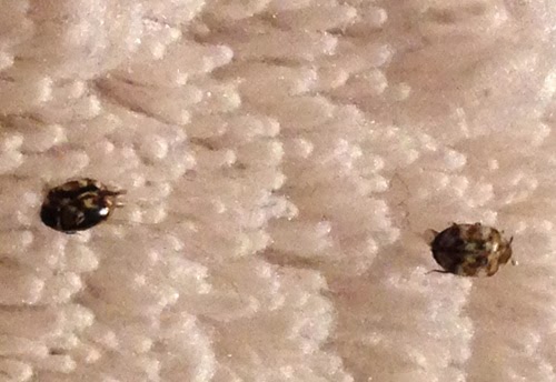 How to get rid of carpet beetles permanently  Evolutionext