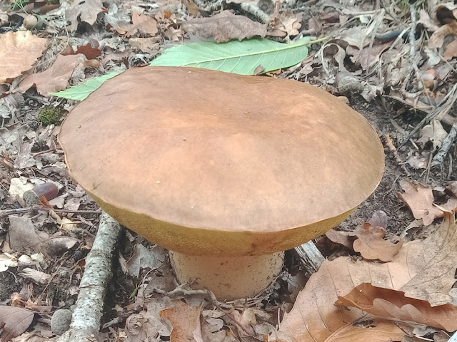 A bolete, Indre et Loire, France. Photo by Loire Valley Time Travel.