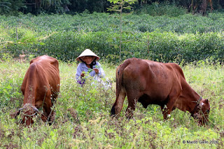 RETRATOS, GENTE DEL MUNDO. HOI AN, VIETNAM