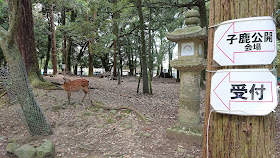 奈良公園 子鹿のお披露目会場