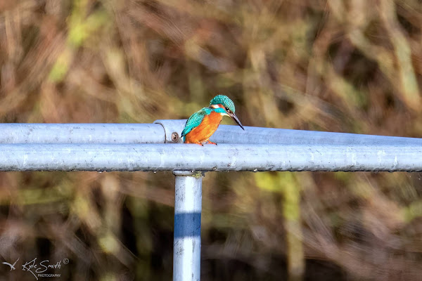 Kingfisher