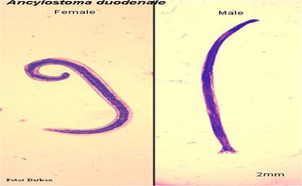 BELAJAR TERUS BIOLOGI NEMATHELMINTHES