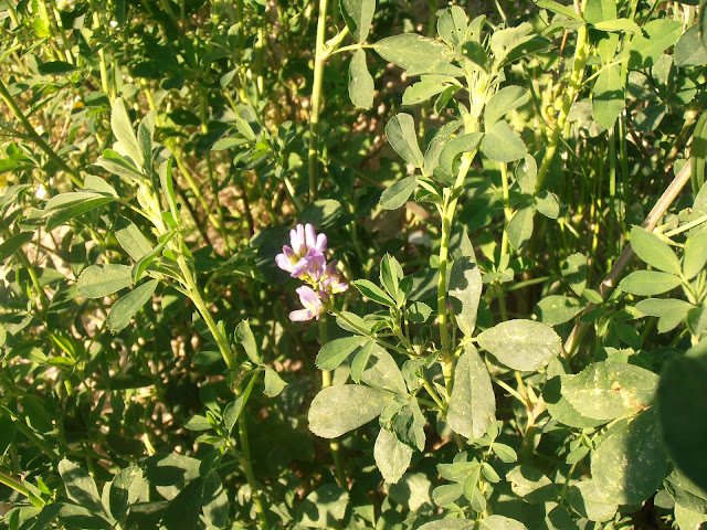  mielga-alfalfa-medicago-sativa