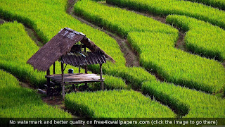 Indonesian Rice Fields