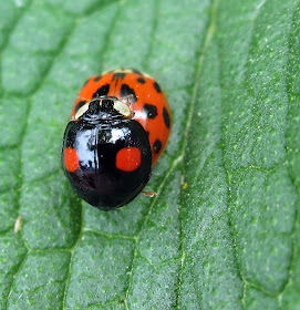 Harlequin ladybird, Harmonia axyridis; two different colour forms mating on a comfrey leaf. High Elms Country Park, 4 June 2011.