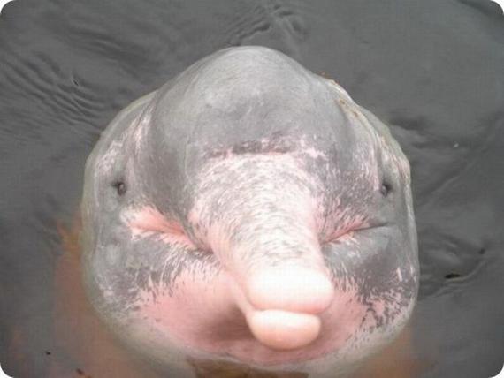 Amazon River Dolphin Spy Hopping. Spy hopping is a way that whales and
