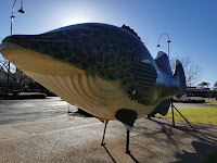 BIG Murray Cod in Tocumwal