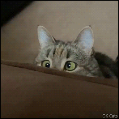Hilarious Cat GIF • Funny cat reaction and hilarious crossed eyes [ok-cats.com]