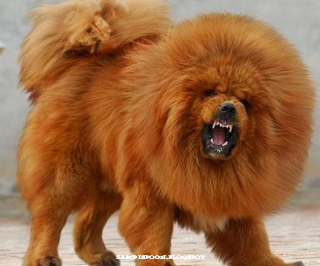 MEMEK BASAH Anjing Red Tibetan Mastiff Paling Mahal di 
