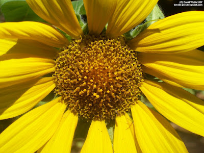 This Sunflower is really a sunflower. A close-up (macro) photo (pic, image, shot) of a yellow sunflower, with detailed hairs on leaf and yellow petals