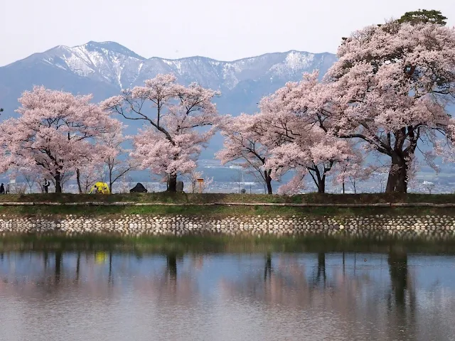 六道の堤　桜　タカトオヒガンザクラ