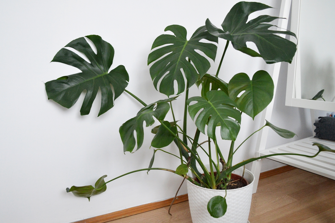 monstera blog delishe