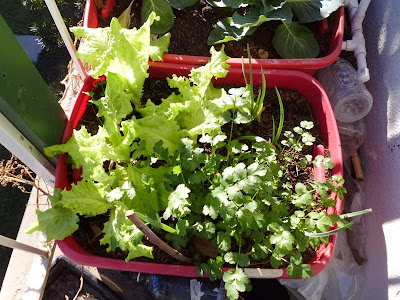 Lettuce and Cilantro Container