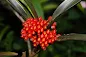 Maxillaria fulgens - Shiny Maxillaria care