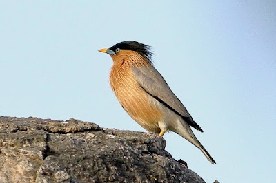 Brahminy Starling