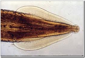 KOLEKSI TUGASAN: PARASITOLOGI : Toxocara Cati