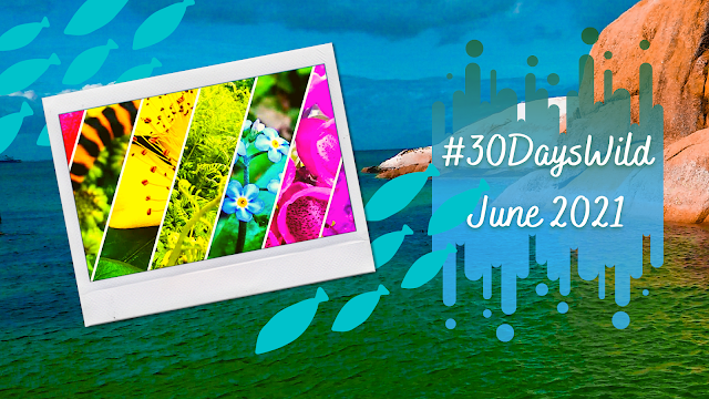 Banner for #30DaysWild with a rainbow of flowers