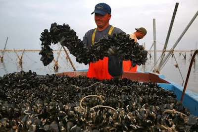 Raccolta delle cozze.