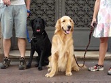 Cãonhecendo 3 (11)