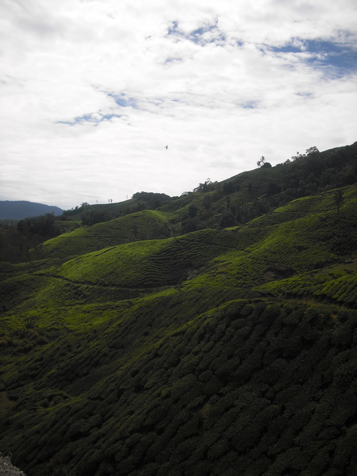 Fh : Cameron Highlands Yang Masih Dingin