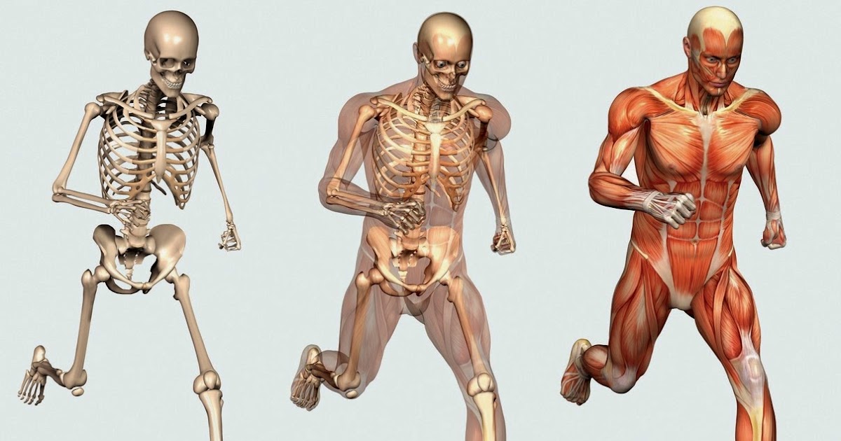 Optimal Bone and Muscle Formation: Welcome to Bones and Muscles Info