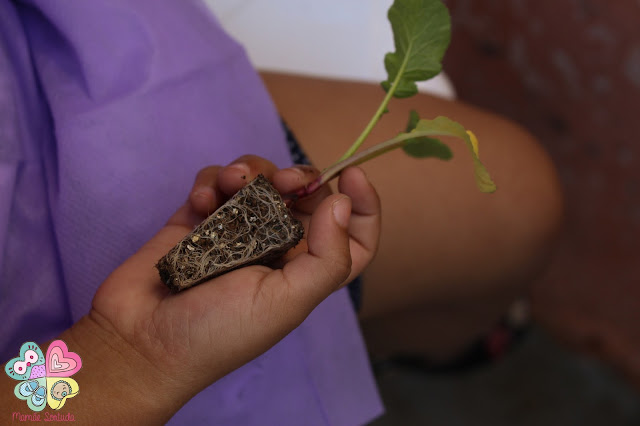 Dedo Verde, Mamãe Sortuda, Roteirinho da Sorte, Plantar, Ecologia, Casa Leopoldina, Projeto Sementinha, Plantar com crianças