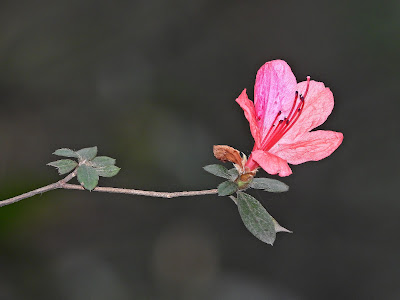 Red Azalea on Yuelu Mountain