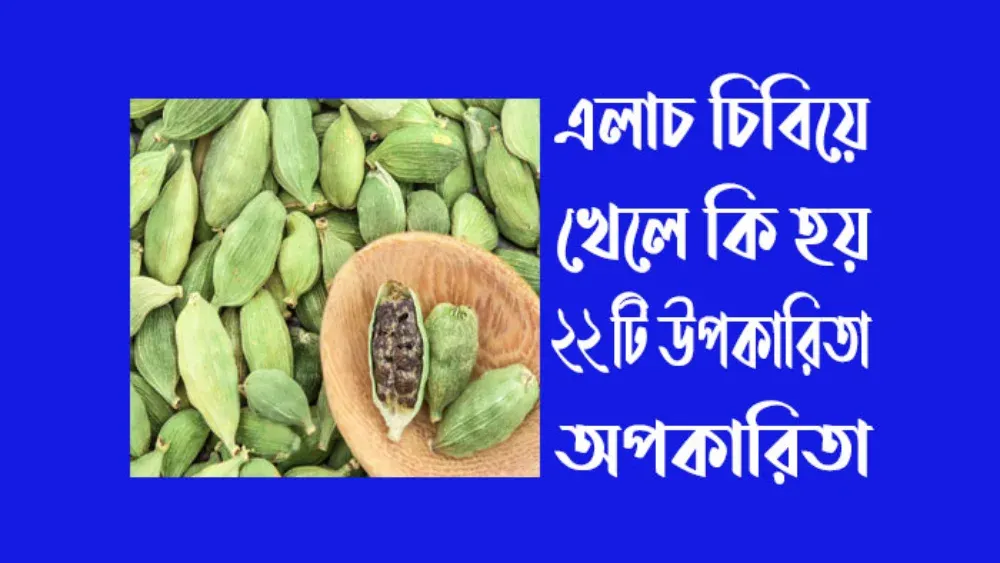 এলাচ চিবিয়ে খেলে কি হয় ২২ টি উপকারিতা অপকারিতা