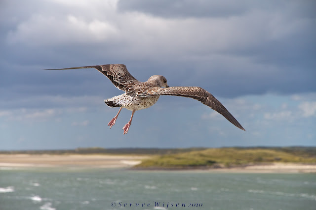 Kleine Mantelmeeuw - Lesser Black-backed Gul - Larus graellii