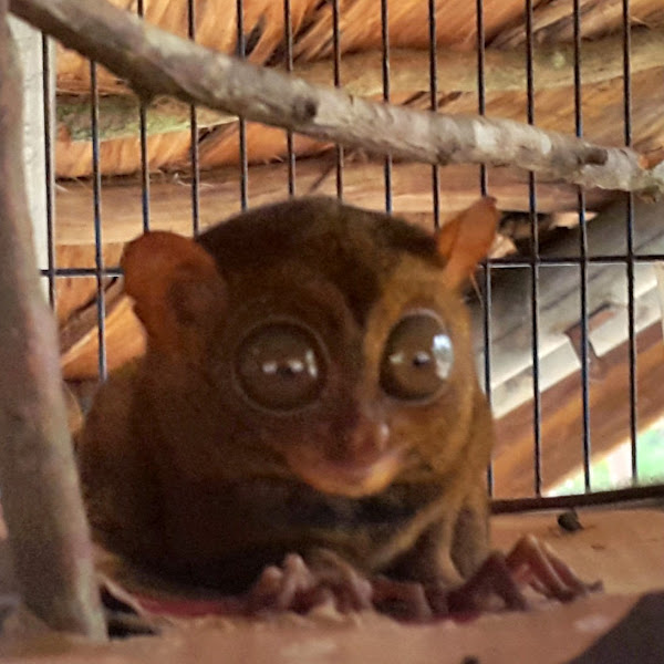 Belitung Trip: Cute Tarsius 