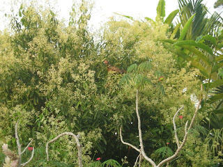 bantam hen in cinnamon tree, La Ceiba, Honduras