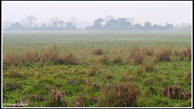 Kaziranga Forest