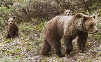 Orsa Daniza con i suoi 2 cuccioli uccisa in Trentino