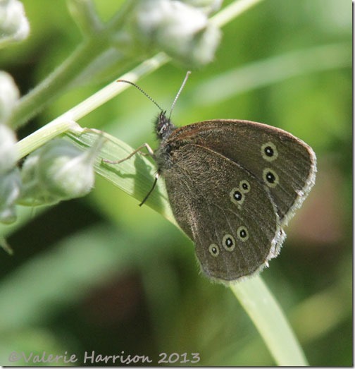 11-Ringlet