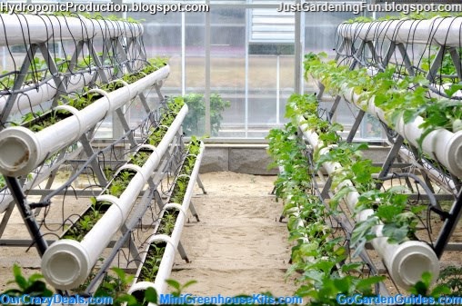 Hydroponic greenhouse gardening combines two techniques which are well ...
