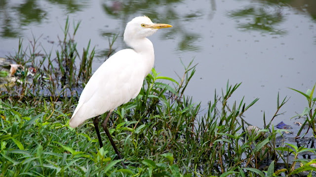 Cattle Egret गाय बगुला, सुर्खिया बगुला (Bubulcus ibis)