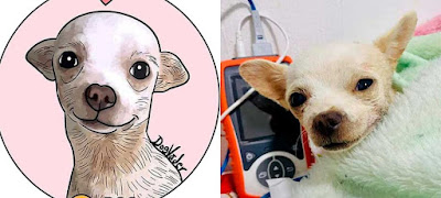 Murió Pinky, la perrita chihuahua que defendió su hogar con valentía