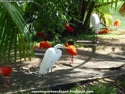 Mangal das Garças - Belém - Pará