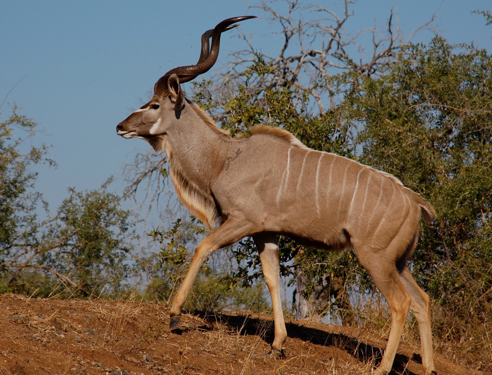 kudu+animal+pictures.jpg