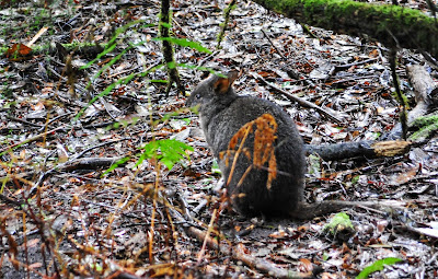 費爾德山國家公園, Mt Field, tasmania, 塔斯曼尼亞, pademelon, 叢林袋鼠