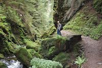 Dan in the Argyll Forest