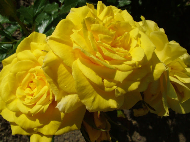 Yellow Roses