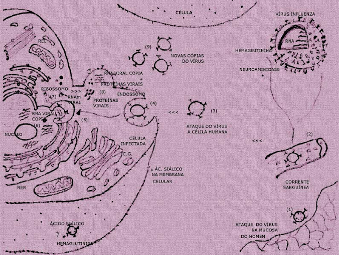 VÍRUS INFLUENZA E O ORGANISMO HUMANO(Influenza virus and the human organism)