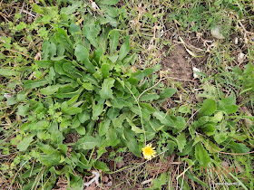 Ραδίκια άγρια-Ταραξάκο-Taraxacum officinalis