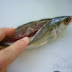 IKAN KEMBONG SUMBAT KELAPA.. - Dapur Tanpa Sempadan